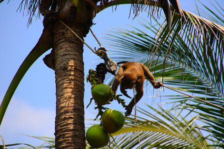 a Northern Pig-tailed Macaque (Macaca leonina) In Thailandの写真素材