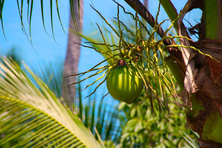 a pile of fresh green coconuts with bunches on treeの写真素材