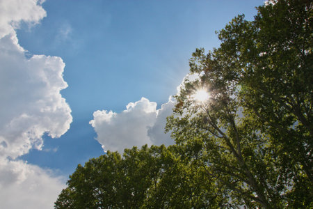 Sun shining through a tree with white cloudsの写真素材