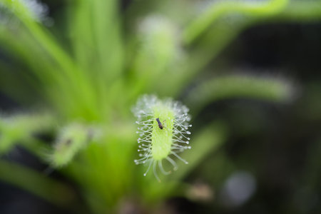 A Carnivore Sundew Plant with an insect on itの写真素材