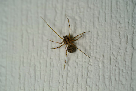 Scytodes univittata spider walking on a white wall