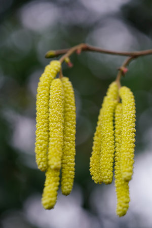 hazel branch macro in the morning sunの写真素材