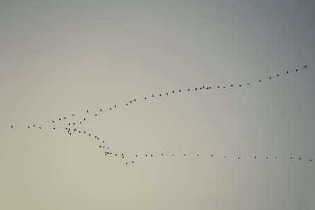 Black silhouettes of flying birds on white background.の写真素材