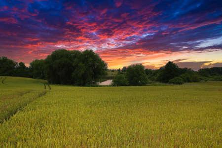 A spectacular sunset with a view over a wheat field onto a lakeの写真素材
