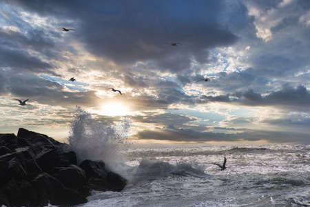 Gulls are flying at the rough sea, water lashes against a stoneの写真素材