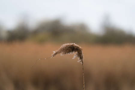 An Eastern cottontail rabbit (Sylvilagus floridus) sitting under a privet hedge.の写真素材