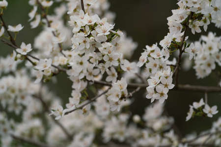 beautiful Flowers of the cherry blossoms on a spring day