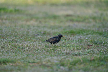 A European Starling, Sturnus vulgaris with beautiful plumage walking in green grass.