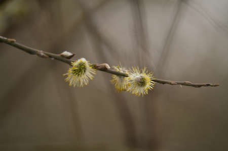 Willow Catkins in Early Spring