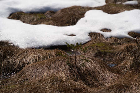 the spring, snow melts and accumulated melt water forms a swamp