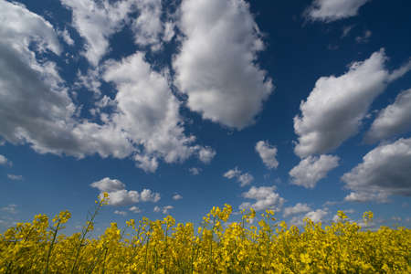 A blooming canola field. Rape on the field in summer. Bright yellow rapeseed oil. Flowering...
