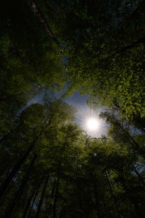 a great view up into the trees direction sky