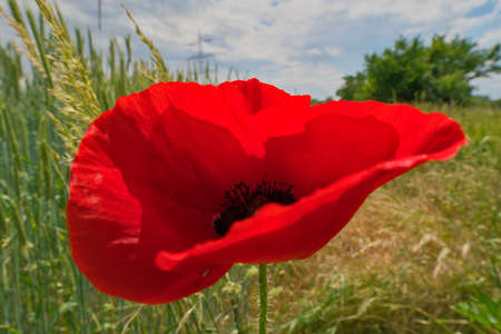 a single poppy flower with poppy field backgroundの写真素材