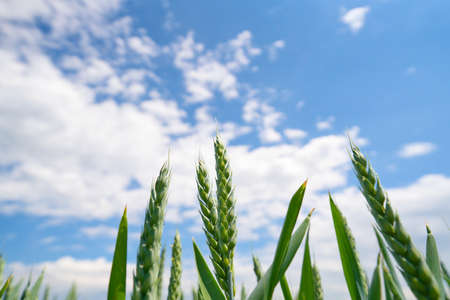 the view from a wheat field high up to the sun with a fantastic sun star at a sunny day