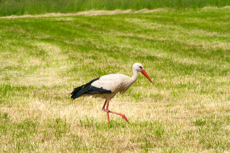 a beautiful white stork searches for food in the grass in springの写真素材