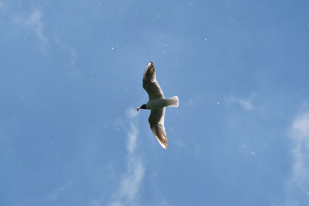 A beautiful black-headed gull in flight with wings spread on the blue sky background and a beetle in...