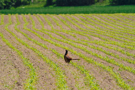 A beauty pheasant is looking for food on a field.の写真素材