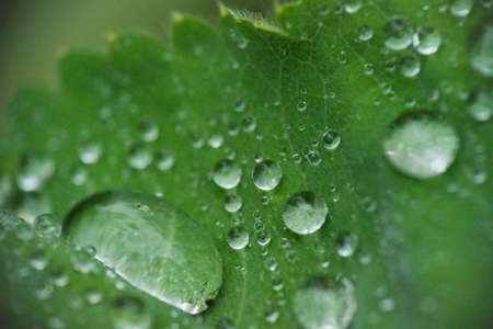 Green leaf with water drops, macro, nature background after morning rain