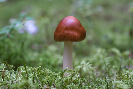 An Amanita fulva mushroom, also known as the tawny grisetteの写真素材