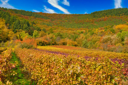 Sunny colorful vineyards landscape in autumn. Rhineland-Palatinate, Germany. Deutsche Weinstrasse German Wine Road Vineyard Rural autumn landscape, Palatinate region.の写真素材