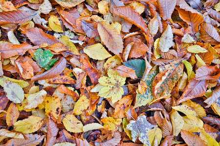 Case. Multicolored maple leaves lie on the grass.