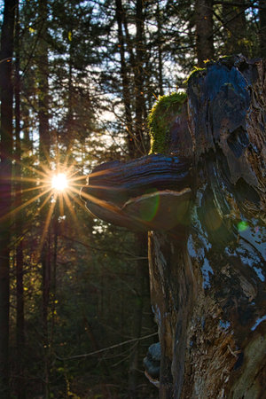 the tree mushroom called Fomitiporia Robusta on a mossy old tree stump with the evening sun in the...