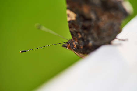 A Butterfly cling to the leaves in the natural beauty. Rusalka admiral, Vanessa atalantaの写真素材