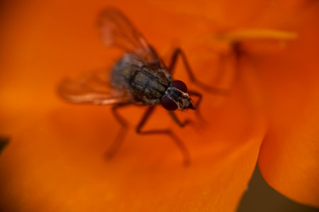 A Common house fly Musca Domestica on a green leaf macro, extreme close-up