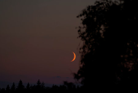 Red sunset and new moon in a beautiful sky. Beautiful background with a tree in the foregroundの写真素材