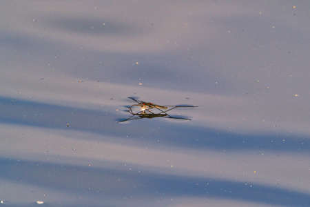Pond skater or water spider stands on calm blue waterの写真素材