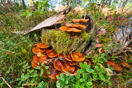 Very rare forest mushroom. Extremely poisonous. Omphalotus olearius or orange jack o lantern mushroom gillsの写真素材