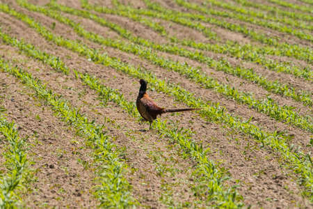 beautiful pheasant is running away into the green grassの写真素材