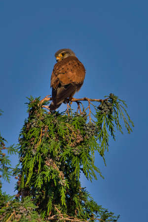 A Kestrel bird of prey on the top of a tree. Falco tinnunculus. Hunted prey ready to eatの写真素材