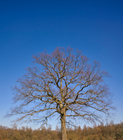 Leafless Oak tree in evening light in early spring