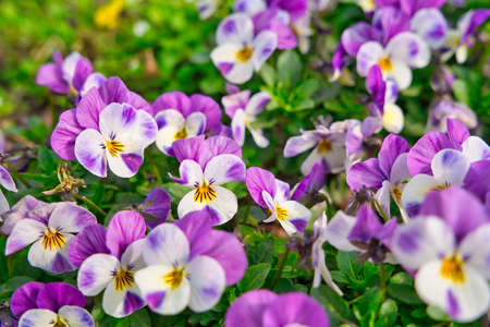 A lush blooming colorful pansy flower in spring