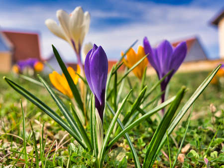 A beautiful purple, white and yellow crocuses in the sun in early spring