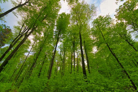 a great view up into the trees towards sky, sunstars, fresh green and blue sky, treetops