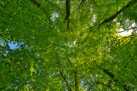 a great view up into the trees towards sky, sunstars, fresh green and blue sky, treetops