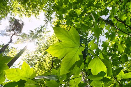 Green maple leaf in greeny foliage with sunstar in may in Germany