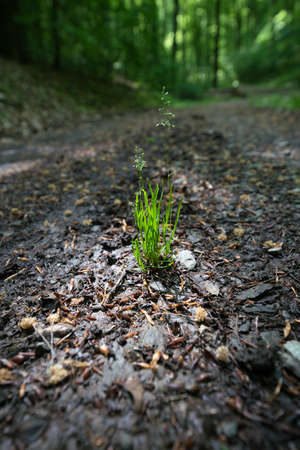 Fresh green grass in warm spotlight in a shaded forest clearing in Germany. Organic background with...