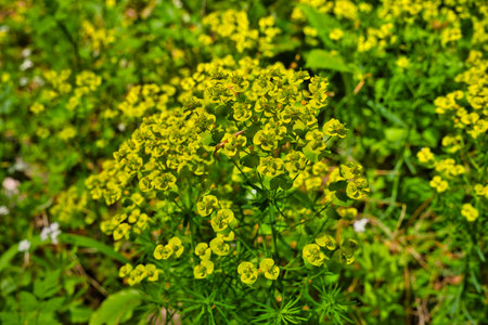 Wild spring flower Euphorbia helioscopia, known as sun spurge and umbrella milkweed, poisonous...