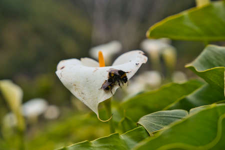 Wild calla lily flower with two bumble bees pollinating it, growing on Madeira, Portugalの写真素材