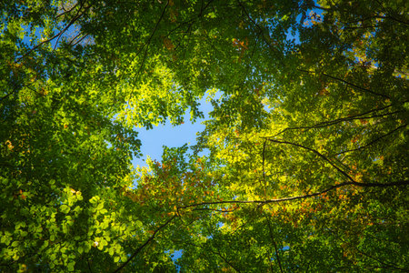Some beautiful trees set against the blue sky. Colorful Autmn in the forest. Look up to the treetopの写真素材