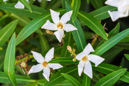 Beautiful white flowers are blooming among the vibrant green foliage, making it perfect for nature...