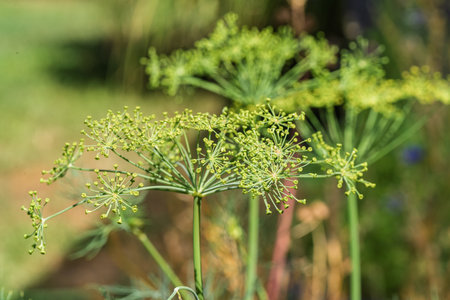 A vibrant closeup image of a dill plant that expertly showcases its unique yellow bouquetlike flower...