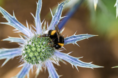A CloseUp Image Featuring a Bumblebee on a Beautiful Purple Flower in Natures Splendorの写真素材