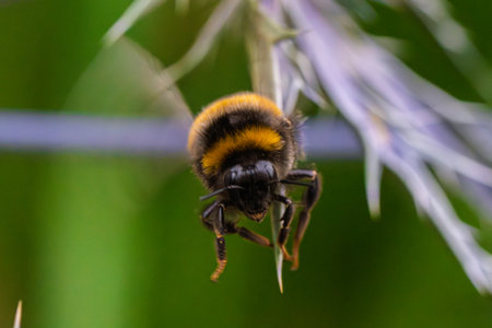 CloseUp View of a Bumblebee Positioned on a Vibrant Plant in Its Natural Habitat