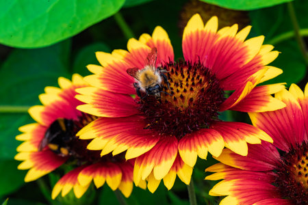 A Beautiful Bee is Resting Gently on a Colorful Flower, Enveloped in the Splendor of Nature