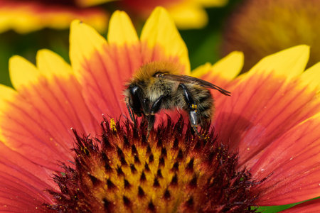 A Bee Busy Pollinating a Beautifully Colorful Flower in a Thriving Natural Environment