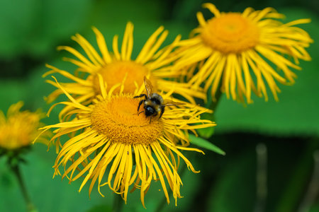 A bee is pollinating a bright and colorful yellow flower in a vibrant garden setting